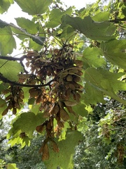 Acer pseudoplatanus
