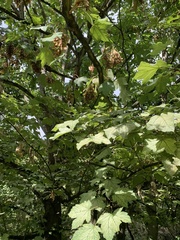 Acer pseudoplatanus
