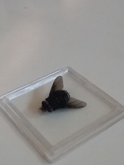 Belvosia borealis