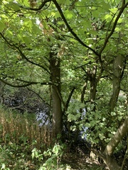 Acer pseudoplatanus
