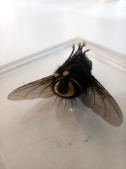 Belvosia borealis