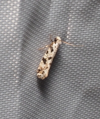 Nemapogon nevadella