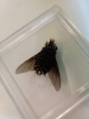 Belvosia borealis