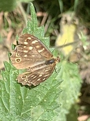 Pararge aegeria
