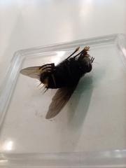Belvosia borealis