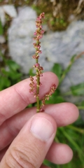 Rumex nivalis