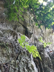 Amorphophallus yuloensis