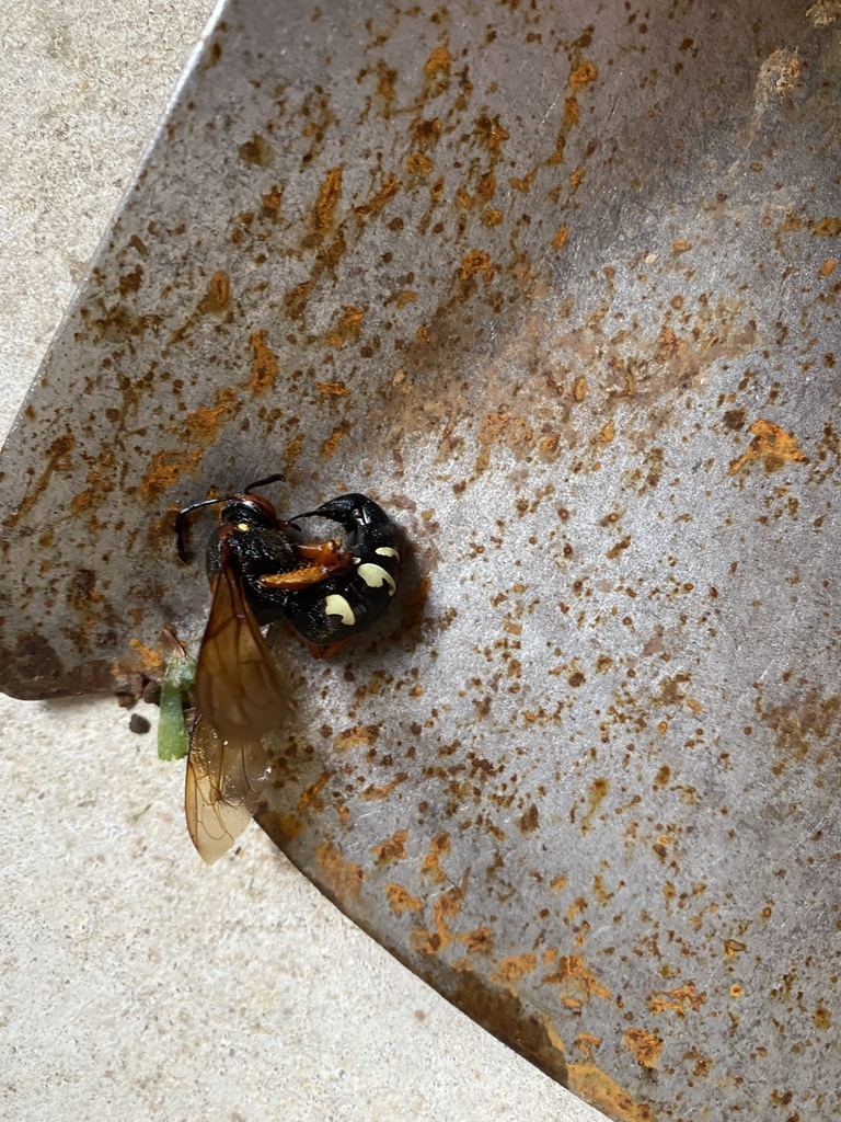 Eastern Cicadakiller Wasp from Northlake Dr, Jacksonville, AR, US on
