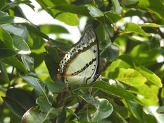 Polyura nepenthes