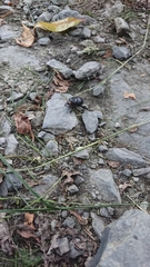 Phelotrupes formosanus