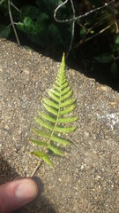 Thelypteris confluens