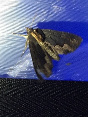 Dypterygia scabriuscula