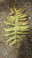 Thelypteris confluens