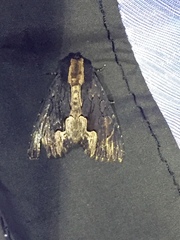 Dypterygia scabriuscula