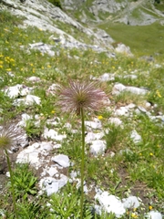 Pulsatilla alpina