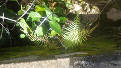 Thelypteris confluens