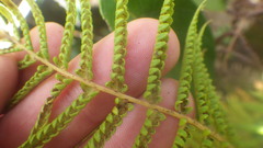 Thelypteris confluens