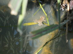 Occidozyga lima