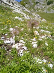 Pulsatilla alpina