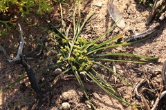 Euphorbia silenifolia