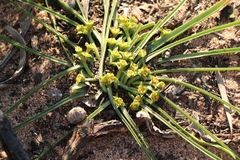 Euphorbia silenifolia