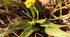 Hypoxis villosa