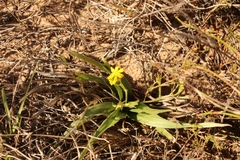 Hypoxis villosa