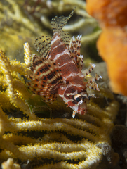 Dendrochirus brachypterus