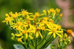 Senecio sarracenicus