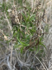 Brickellia longifolia multiflora
