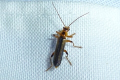 Metacantharis discoidea