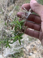Brickellia longifolia multiflora