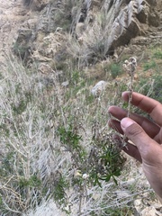 Brickellia longifolia multiflora