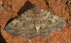 Polydesma umbricola