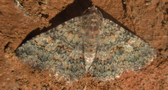 Polydesma umbricola