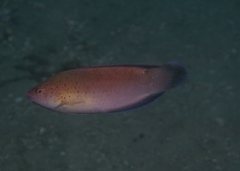 Austrolabrus maculatus