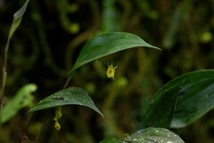 Lepanthes profusa