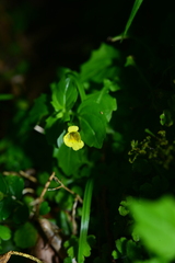 Erythranthe nepalensis