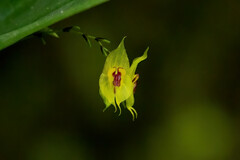 Lepanthes profusa