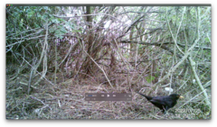 Turdus merula