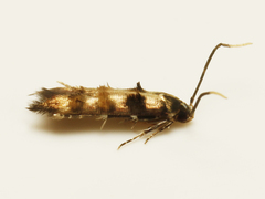 Stilbosis tesquella