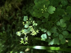 Thalictrum javanicum
