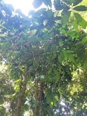 Garcinia xanthochymus