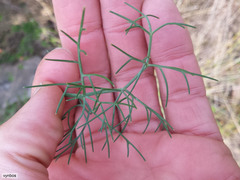Notobubon capense