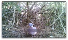 Columba palumbus
