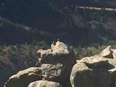 Geocolaptes olivaceus