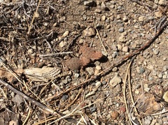 Phrynosoma douglasii