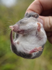 Saccostomus campestris