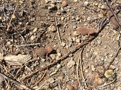 Phrynosoma douglasii