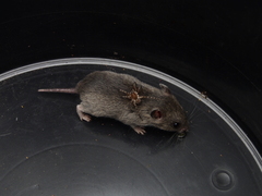 Saccostomus campestris